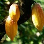 cacao4