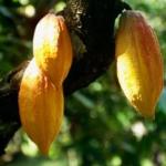 cacao3