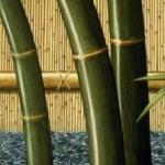bamboo-left2