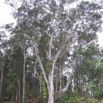 watershed volcano 010