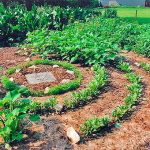 a_medicine_wheel_garden