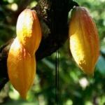 4. Cacao tree