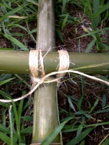 bamboo4