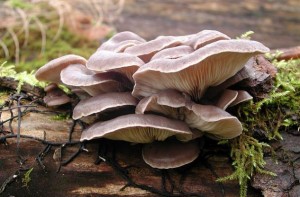 mushrooms